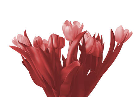 Painted bouquet color beautiful tulips on a white background.の写真素材