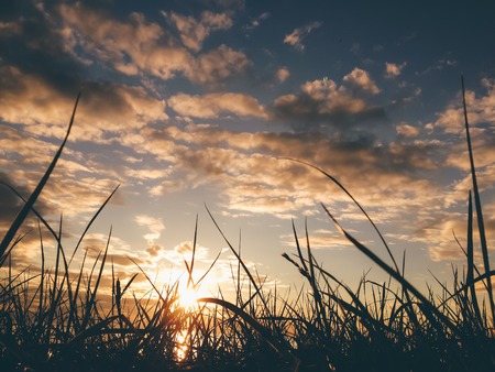 Landscape sunset on the wheat field sunbeams glare.の写真素材