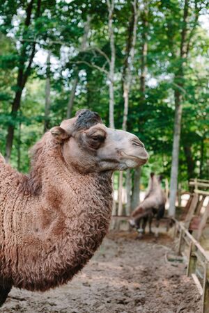 Head and neck of a camel in profile. Outdoors photo.の写真素材