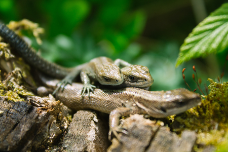 Three small lizards in nature. Season photo.の写真素材