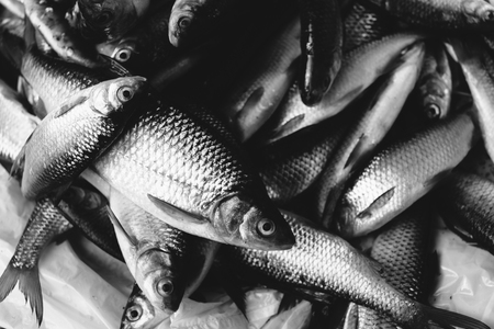 Many fish caught in the market. Black and white photo.の写真素材