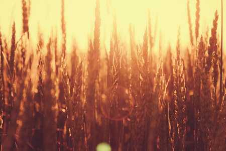 Rye in the field in the day. Outdoors photo.の写真素材