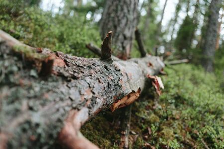 Fallen tree in a green forest in the daytime. Season photo.の写真素材
