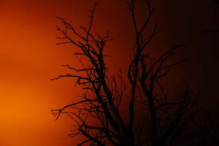 Silhouette old dry dead tree on orange red background at nightの写真素材