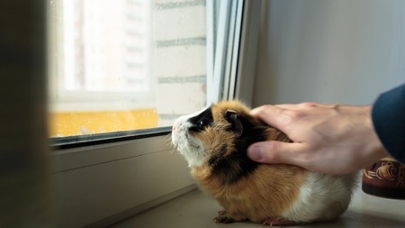 big guinea pig on the windowsill in the afternoonの写真素材
