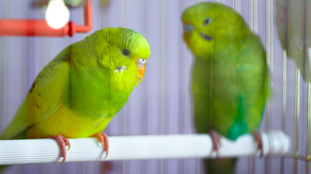 Two green wavy parrot in a cage close up