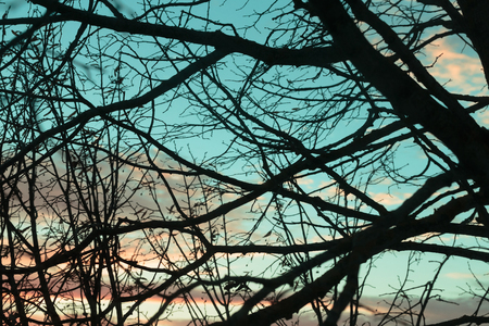Horizontal outdoors shot of blue cloudy sky through the leafless tree branches.の写真素材