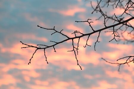 Horizontal outdoors shot of blue cloudy sky through the leafless tree branch.の写真素材