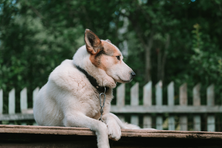 dog rest in the daytime.の写真素材