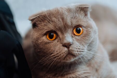 British shorthair cat close-upの写真素材