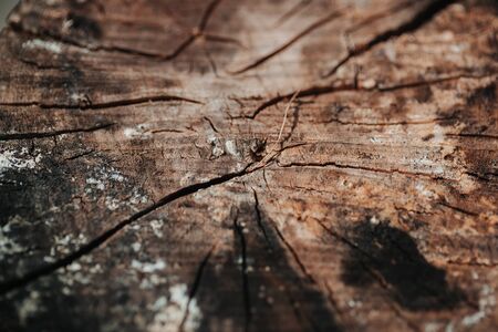 Wooden board with texture.