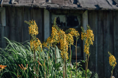 Plants on the background of a wooden shed.
