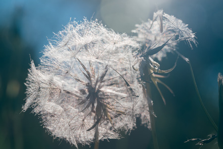 Dandelion seeds in the morning sunlight.
