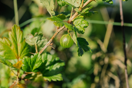 Fresh green gooseberries on a branch of gooseberry bush.の写真素材
