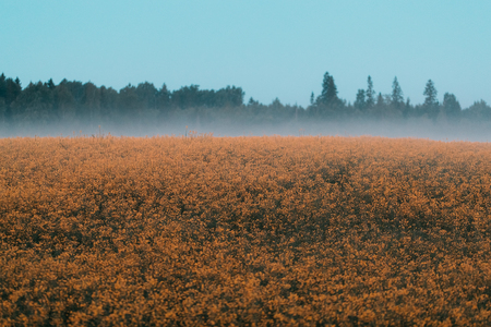 yellow field of flowers early in the morningの写真素材