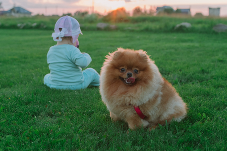 Pomeranian and little child sitting on the grass in the background. Outdoors photo.の写真素材