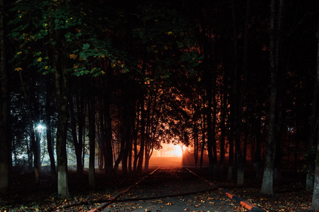 Deserted mysterious park in the autumn foggy night.の写真素材