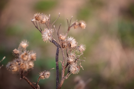 dry thorns in early springの写真素材