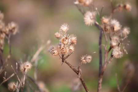 dry thorns in early springの写真素材