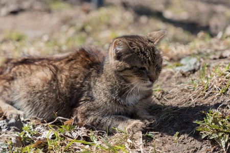 cat lying on the ground is heated in the sun and disguised as a landscapeの写真素材