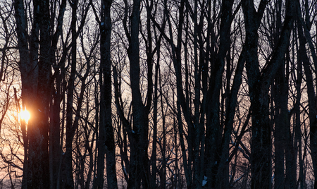 sun shines through dry trees in the eveningの写真素材