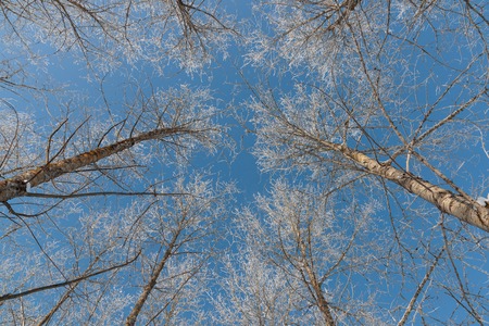 snow on branches against the blue sky