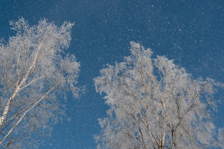 snow on branches against the blue skyの写真素材