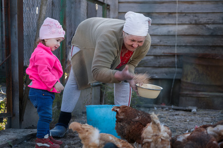 grandmother and little granddaughter feed chickens in the chicken coopの写真素材