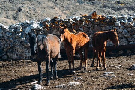 horses in the countryside during the daytimeの写真素材