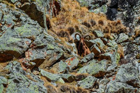 mountain goat on a rock in the daytimeの写真素材