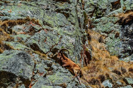 mountain goat on a rock in the daytimeの写真素材
