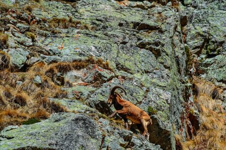 mountain goat on a rock in the daytimeの写真素材