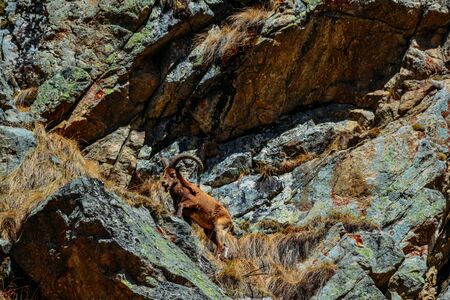 mountain goat on a rock in the daytime.の写真素材