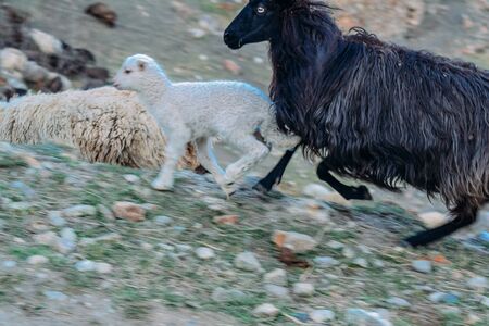 farm animals for a walk in the daytimeの写真素材