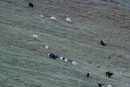 farm animals for a walk in the daytimeの写真素材