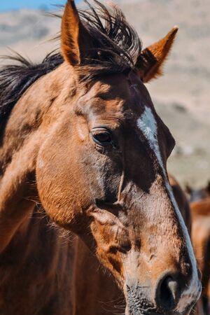 horse in the countryside in the daytimeの写真素材