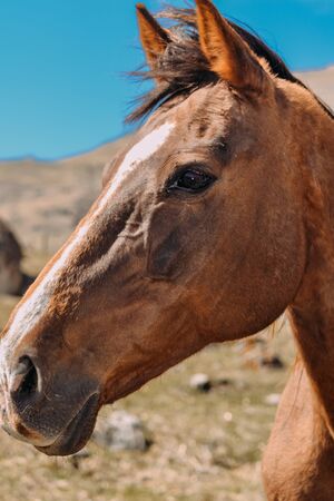 horse in the countryside in the daytimeの写真素材