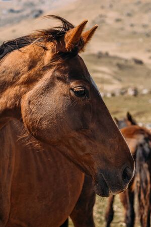 horse in the countryside in the daytimeの写真素材
