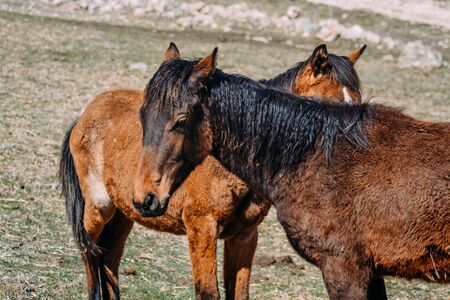 horses in the countryside during the daytime