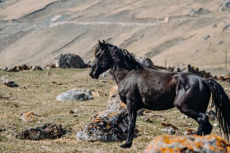 horse in the countryside in the daytimeの写真素材
