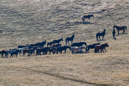 farm animals for a walk in the daytimeの写真素材