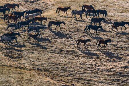 farm animals for a walk in the daytimeの写真素材