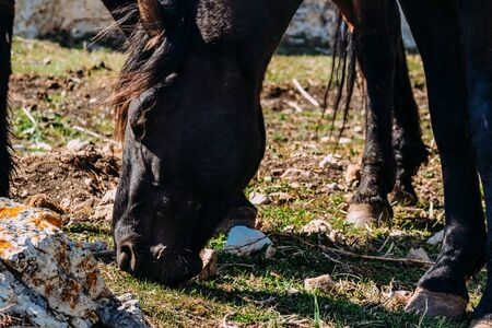 horse eats grass in the summer in the daytimeの写真素材