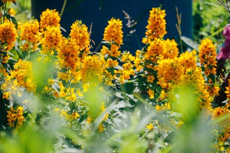 buds of small yellow flowers in the summer in the courtyardの写真素材