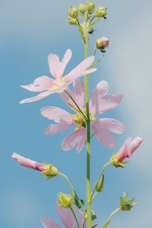 pink flowers on the backyard background in the yard