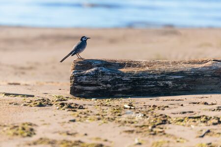 bird on a wooden bar against the seaの写真素材