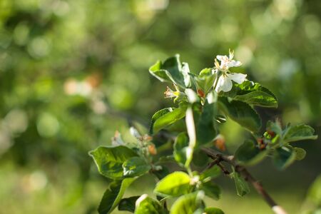 small white flowers on a branch of a plant