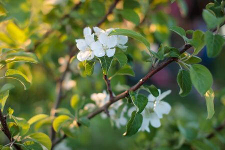 small white flowers on a branch of a plantの写真素材