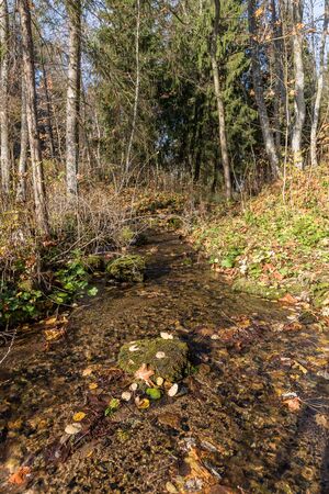 autumn forest in the daytime with sun raysの写真素材