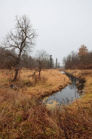 river in the forest in autumn during the daytimeの写真素材